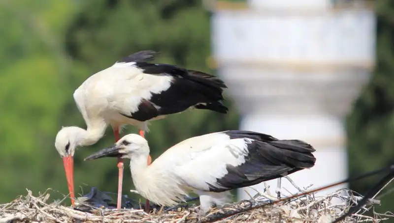 Leylek Köyü’nde Yaren Leyleği Kıskandıracak Durum: 8 Kat Daha Fazla Yuva Var!