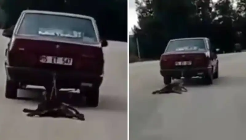 Otomobilin Arkasında Köpeği Sürükleyen Sürücüye Şok Ceza