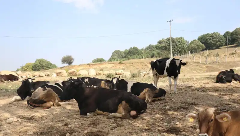 Şap Hastalığı Nedeniyle 22 Köyde Giriş Çıkış Kısıtlaması Uygulandı