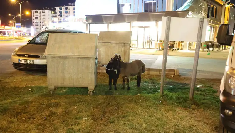 Yola Düşen "Mor Karaman" Koyunları: İlginç Bir Kurtuluş Hikayesi