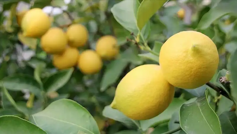 Limon Fiyatlarında Şok: 24 Lira ile Cep Yakıyor!