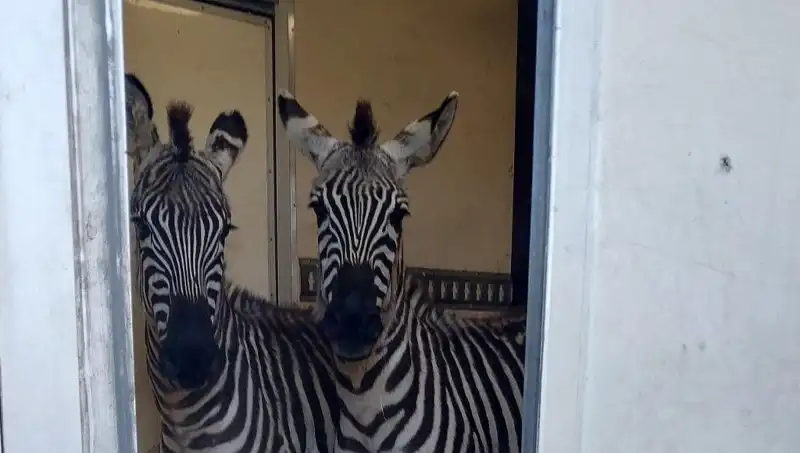 Sınırda Durdurulan Minibüste Şaşırtan Yük: İki Zebra, Altı Maymun, Antilop ve Kuğu