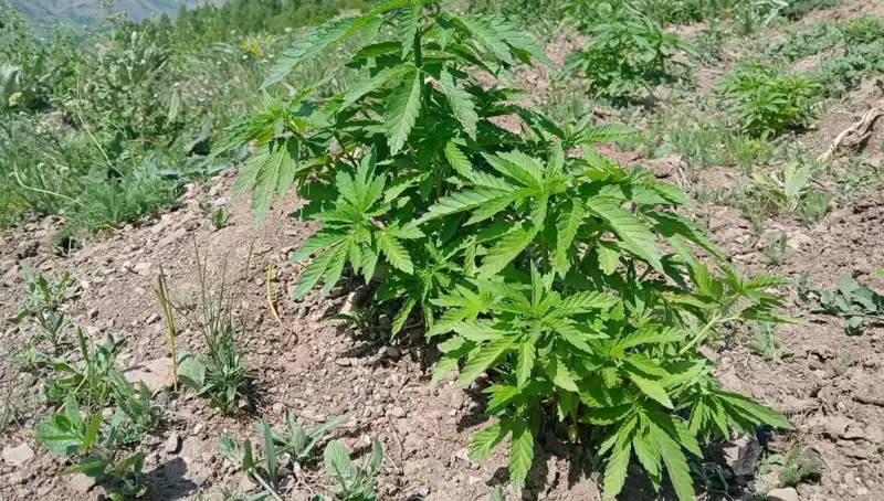 Bingöl'de Dev Operasyon: Kenevir ve Kaçak Tütün Ürünleri Ele Geçirildi