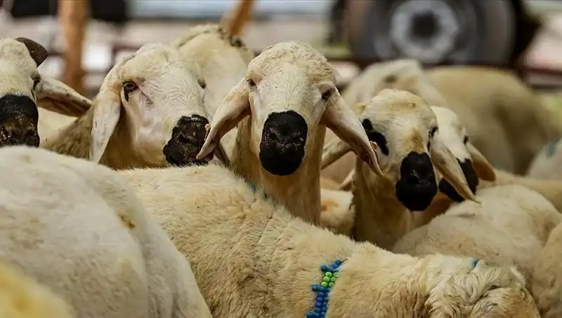Kurban Bayramı 2025: Kurban Kesmenin Farz Olup Olmadığına Dair Her Şey