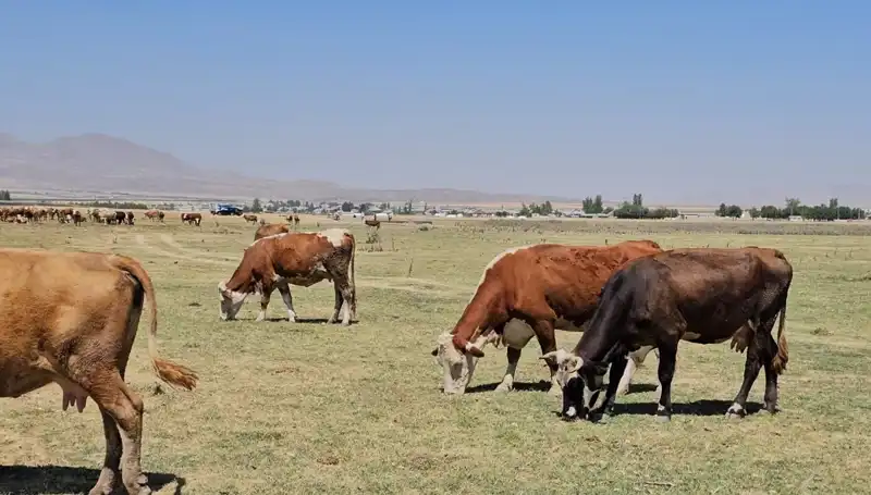 Arin Gölü Kurudu: Şehirleri Tehdit Eden Su Krizi!
