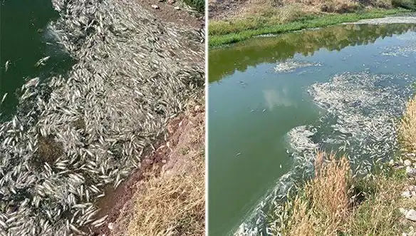 Karasu Çayı’nda Neden Balık Ölümleri Gerçekleşiyor? Uzmanlar İnceleme Başlattı