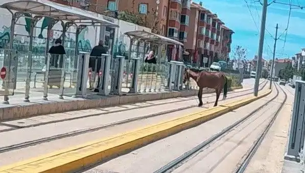 Eskişehir Tramvay Raylarında Başına Buyruk Gezen At!