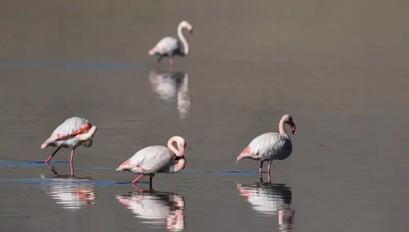 Kuş Cenneti Kuraklıkla Sıkıntı Yaşıyor: Flamingolar Azalıyor