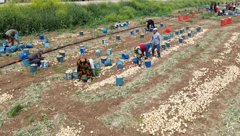 Soğan Hasadı Başladı: Fiyatlar Düşüşte, Tüketiciyi Ne Bekliyor?