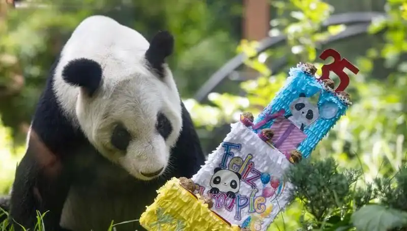 Dev Panda Xin Xin 35 Yaşında: Kutlamalarla Dolu Bir Gün