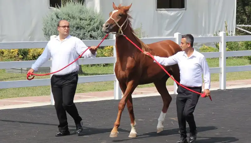 Rekorları Alt Üst Eden "Taşkın Kral" Kimdir?