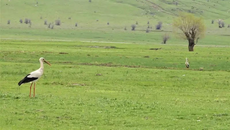 Leyleklerin Muş Ovası’nda Baharın Müjdecisi Gelişi
