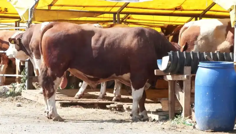 Kurban Pazarlarında Hareketlilik: Fiyatlar Yükseliyor mu?