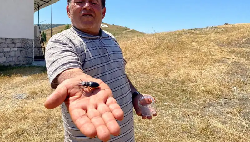 Sivas'ta Görülen Böceği Öldürmenin Cezası: 557 Bin TL!