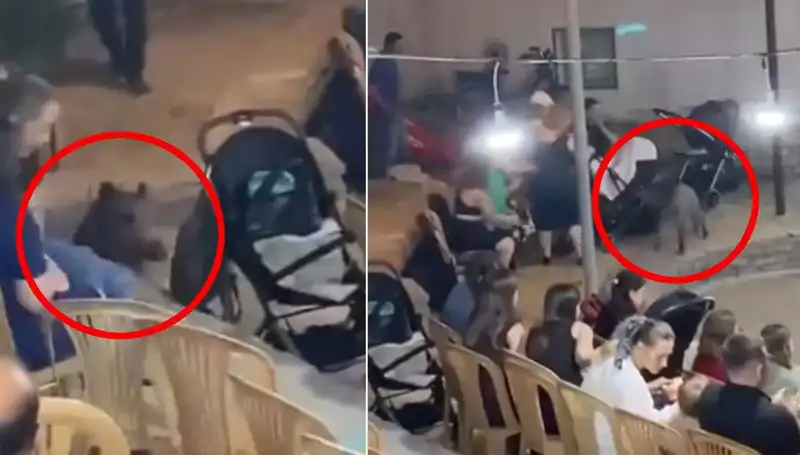 Düğüne Dalan Yaban Domuzu: Gelenekler Altüst Oldu