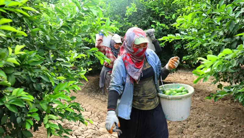 Markette Domates Kilosu 150 Lirayı Aştı: Hasat Fırsatları Ne Zaman Gelecek?