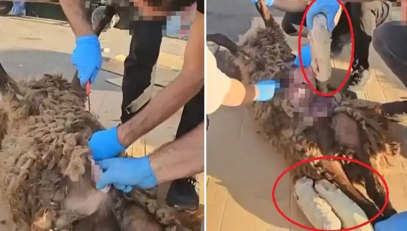 Zehir Tacirlerinin Yeni Taktikleri: Ölü Koyunun Karnından Çıkanlar Şok Etkisi Yarattı